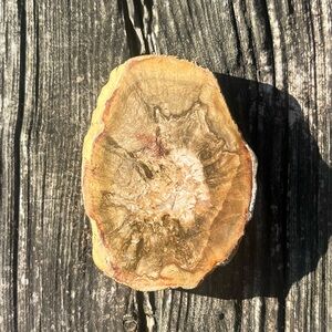 Small Petrified Wood Slice